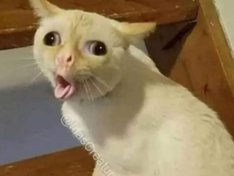 Ảnh mèo lầy, mặt ngơ ngác kiểu "ai cho tui xuất hiện ở đây vậy trời?".