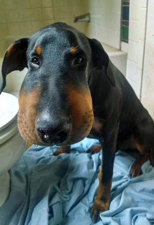 Phản ứng hài hước khó đỡ từ chú chó bị ong đốt khiến cả nhà bật ngửa