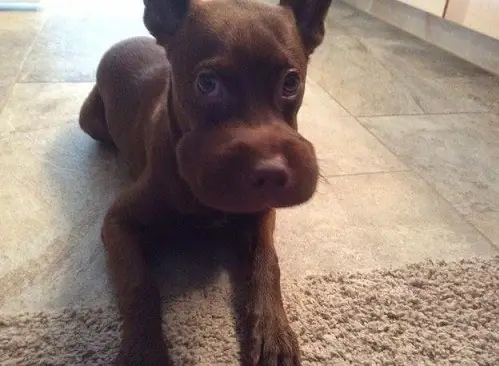 Nhìn loạt cảnh đời oái oăm khi chó bị ong đốt mà mặt phình như đang dỗi