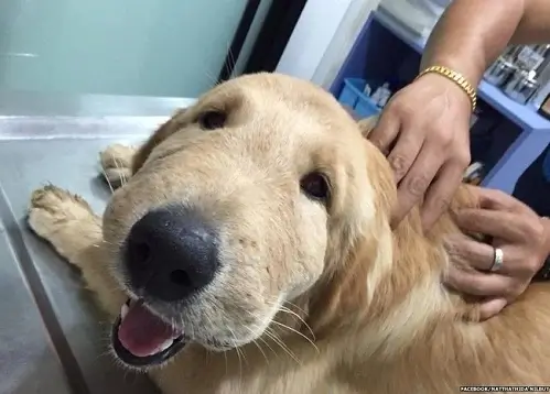 Ai cũng mềm lòng khi xem vẻ mặt phồng to của chó bị ong đốt