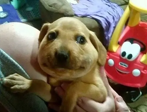 Sự kết hợp vừa thương vừa vui trong chuỗi ảnh chó bị ong đốt