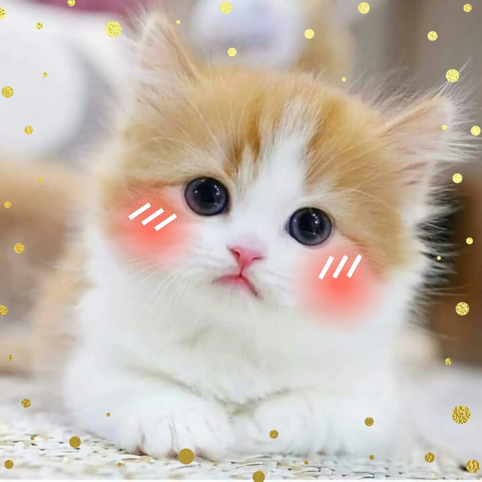 Hình mèo cute thè lưỡi nhỏ xíu, ngồi trên bàn trông như đang làm duyên.