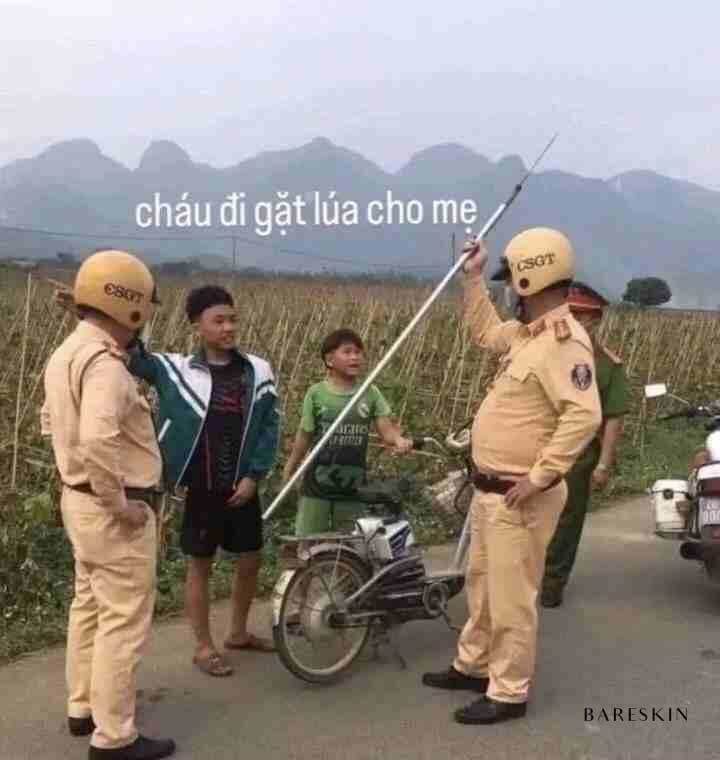 Chúng cháu đi gặt lúa