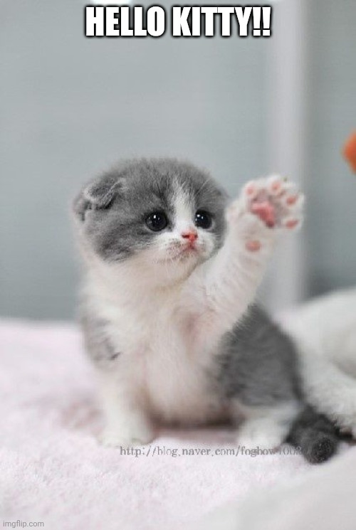 Ảnh mèo con ngộ nghĩnh vô cùng. giơ tay chào Hello Kitty
