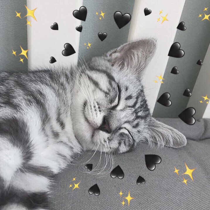 Hình mèo nhỏ xíu nằm co tròn trong lòng bàn tay, nhìn cưng muốn xỉu.