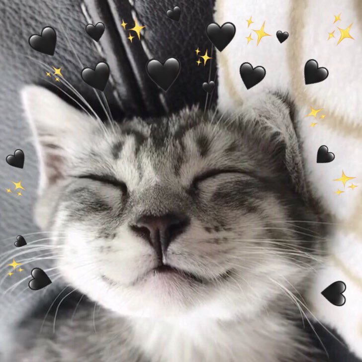 Ảnh mèo dễ thương đeo nơ đỏ, tạo dáng như đang dự tiệc sinh nhật.