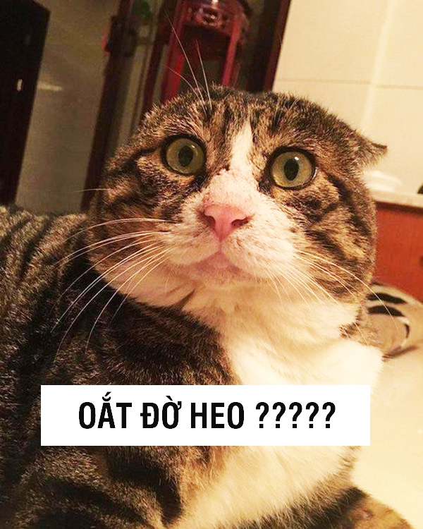 Ảnh mèo khó đỡ, gương mặt như sắp nói “ừ thôi tao chịu”.