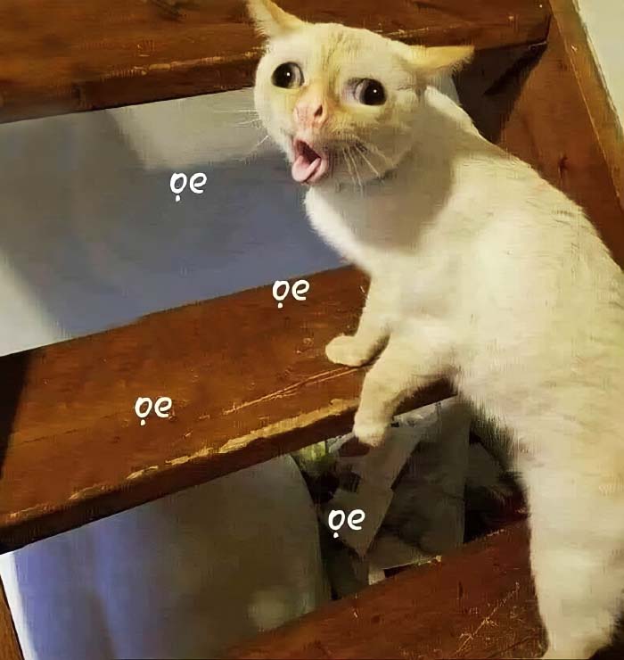 Ảnh mèo lầy lội, nhìn phát là thấy độ mặn chát vượt giới hạn.