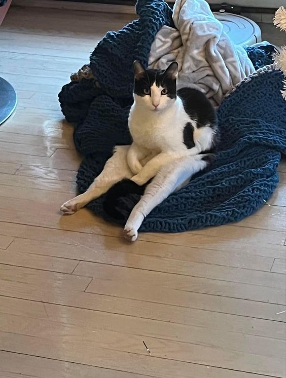 Hình mèo hài hước, mặt xéo nhẹ như đang nghe ai nói điều vô lý.