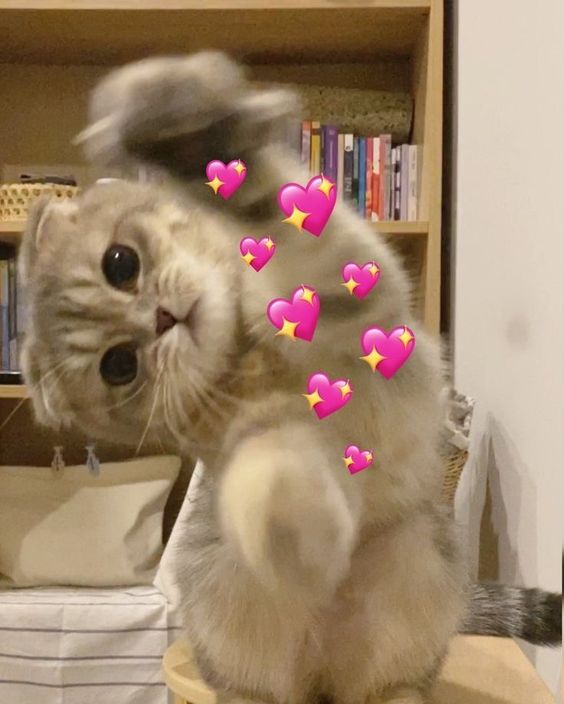 Ảnh meme mèo nghiêng mình đáng yêu