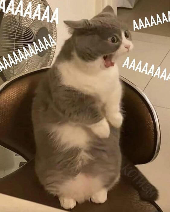 Ảnh mèo meme cáu kỉnh với bộ mặt nhăn nhó, chân thu về, dáng đứng thẳng, miệng hét lớn.