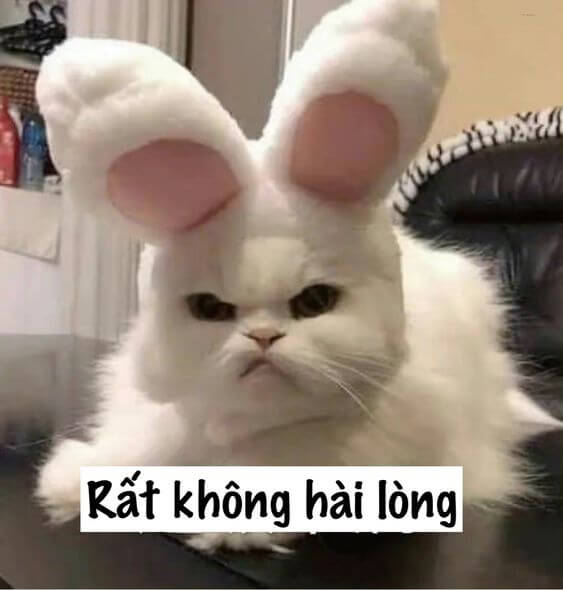 Ảnh meme mèo khó chịu với bộ ria méo, tai vểnh lệch, biểu cảm mất kiên nhẫn "Rất không hài lòng".