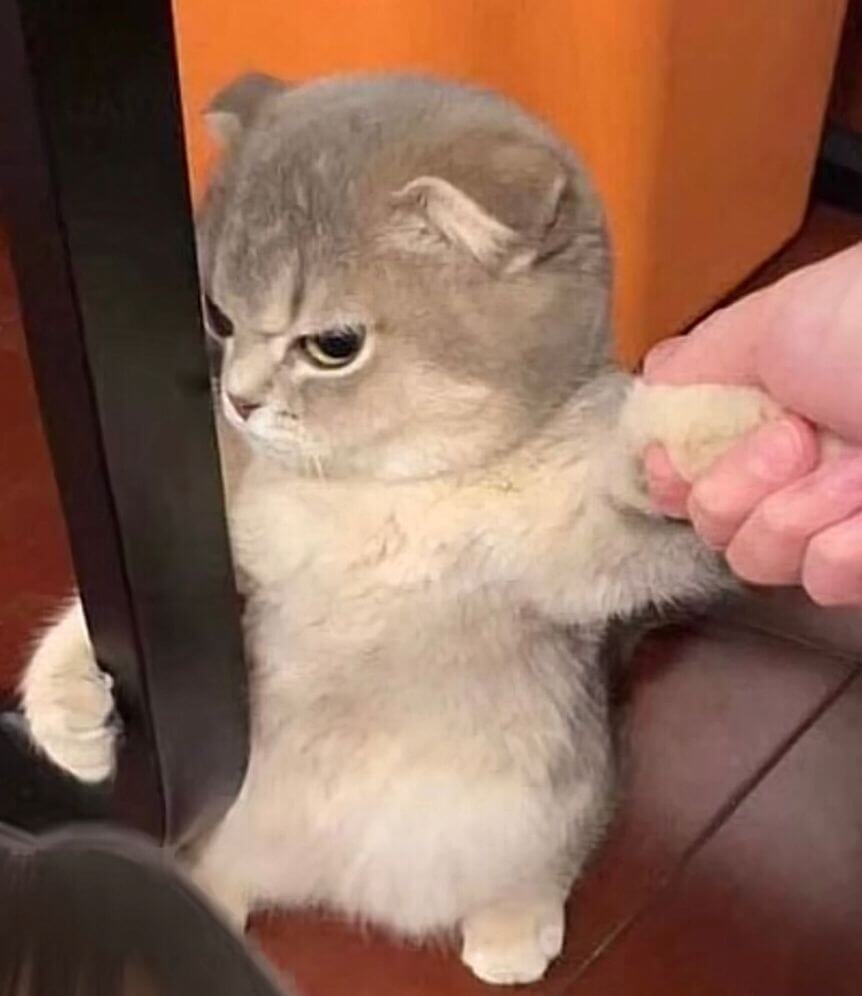 Hình mèo meme bực tức ôm ghế, mặc cho con sen năn nỉ cũng không thèm nhìn mặt.