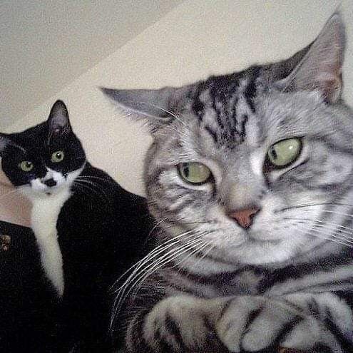 Ảnh mèo đội mũ len bé xíu, mặt nhìn camera như đang chụp ảnh thẻ.