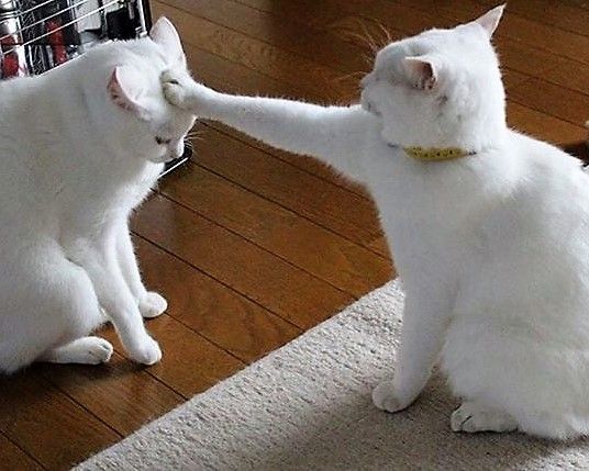 Ảnh mèo lầy, nét mặt tỉnh bơ giữa khung cảnh rối ren.