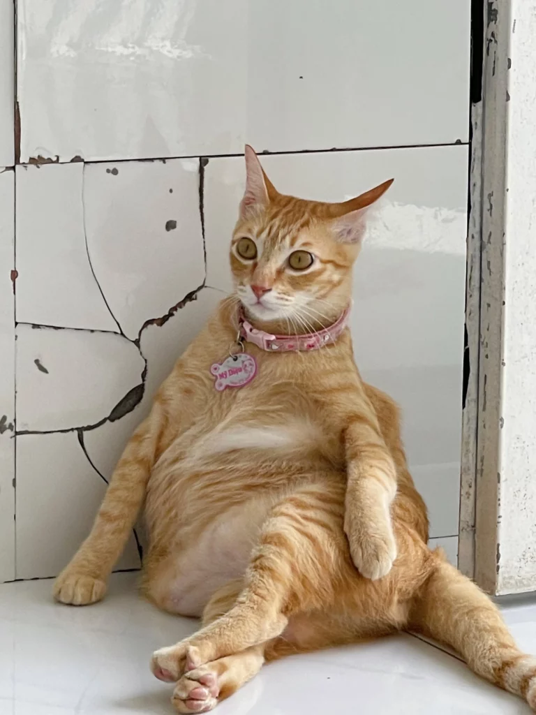 Ảnh mèo hài, nhìn là biết vừa làm chuyện ngốc nghếch nào đó.