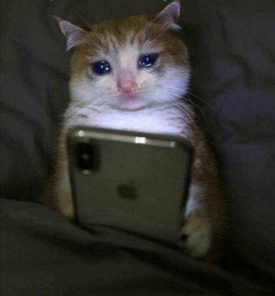 Hình meme mèo đau lòng, mặt cúi gằm, mắt đỏ hoe như vừa khóc xong.