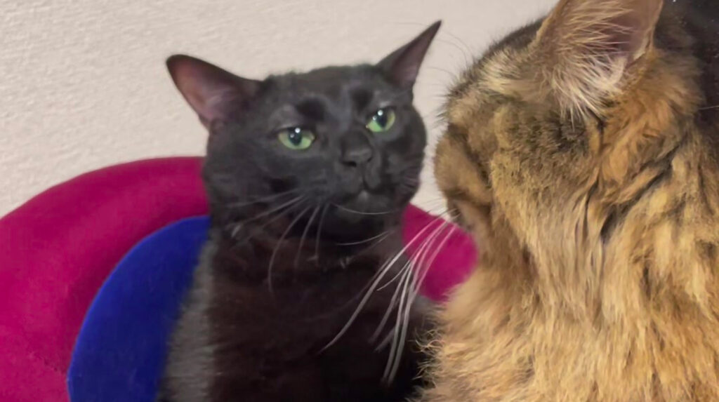 Ảnh meme mèo mệt mỏi, tai cụp, ánh mắt lờ đờ đầy cảm xúc.