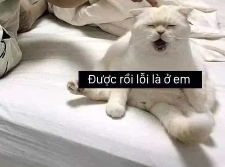 Ảnh meme mèo buồn thiu, ánh mắt long lanh, tai cụp xuống trông tội nghiệp.