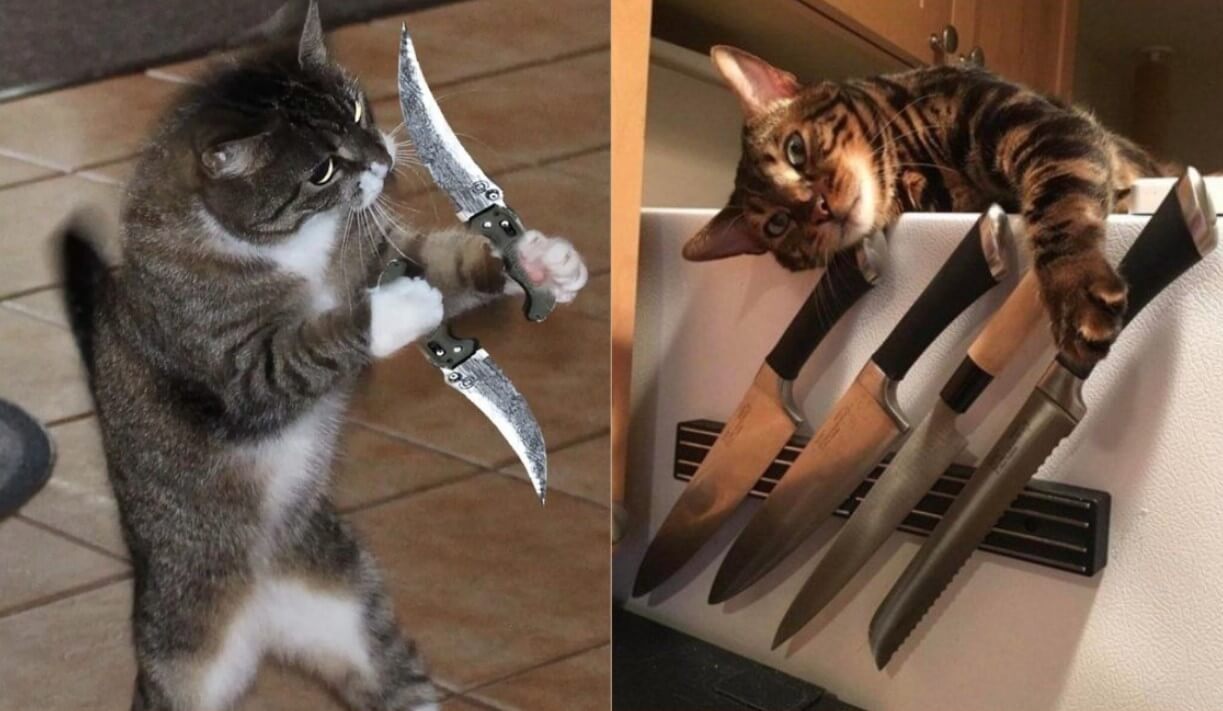 Meme hài mèo cầm dao đứng sát tường, ánh mắt sát thủ