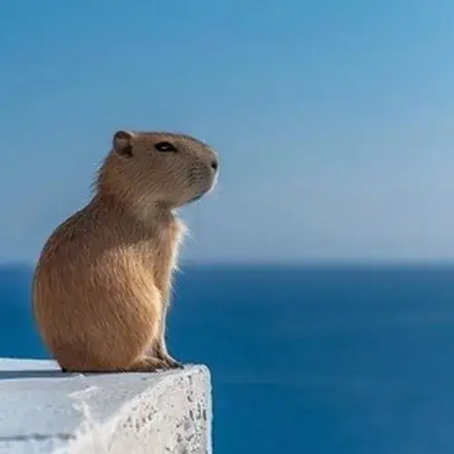 Capybara meme hài: Khoảnh khắc “điềm tĩnh nhưng gây cười”