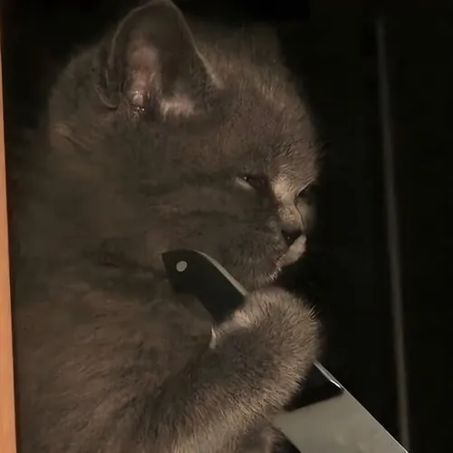 Meme hài mèo giận dữ nhắc khí chất giang hồ