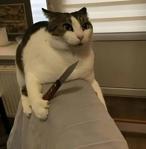 Ảnh chế mèo cầm dao miêu tả phản ứng bản năng