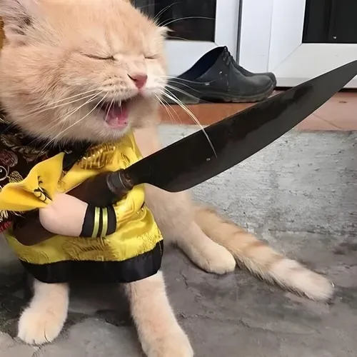 Ảnh meme mèo cầm phóng lợn