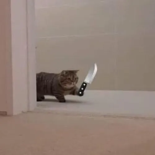Tình huống buồn cười khi chú mèo cầm dao thủ thế đòi xử ai đó