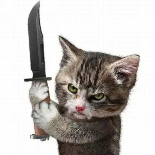 Meme chế mèo giang hồ mô tả khí chất bặm trợn