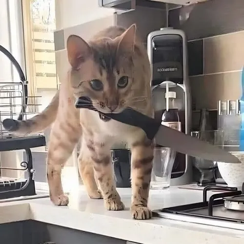 Mèo tay cầm dao và những phản ứng cực hãi trong đời sống