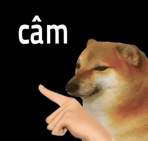 Ảnh chế Shiba Inu chỉ hướng cùng biểu cảm nửa nghiêm nửa troll