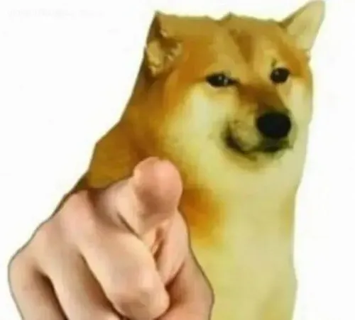 Tình huống khi bạn bị xét hỏi bằng ánh mắt chó Shiba đang chỉ thẳng