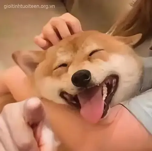 Meme hài con chó chỉ tay hướng thẳng màn hình người xem