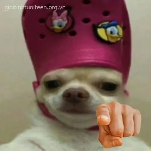 Hình meme hài con chó chỉ tay trông nghiêm mà buồn cười