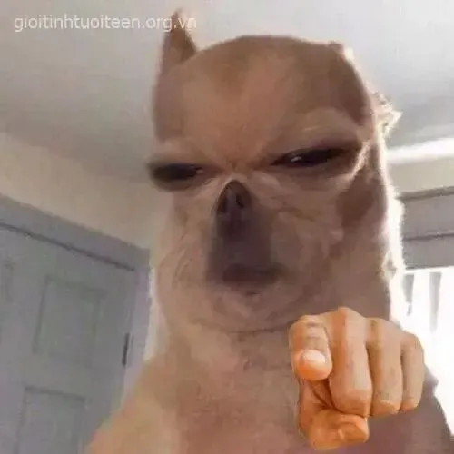 Ảnh vui chó chấm hỏi trong khung cảnh tối giản rất hài