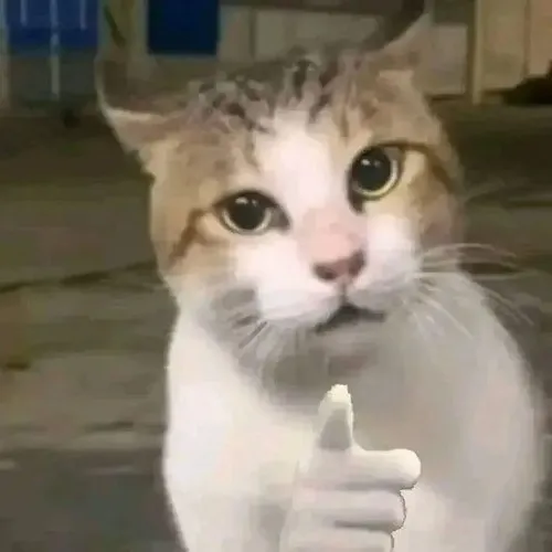 Hình troll mèo nhìn xoáy khi bắt gặp bạn đang lúng túng