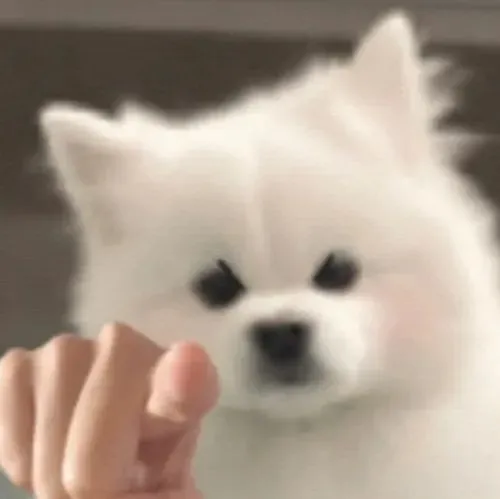 Pha buộc tội bất ngờ khiến meme con chó chỉ tay càng thêm châm biếm