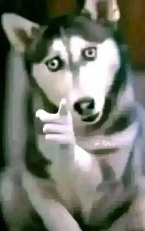 Meme chế chó Husky buộc tội đưa ngón trỏ về phía bạn