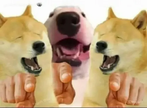 Hình chế meme vui chó đổ trách nhiệm bằng cú lườm sắc