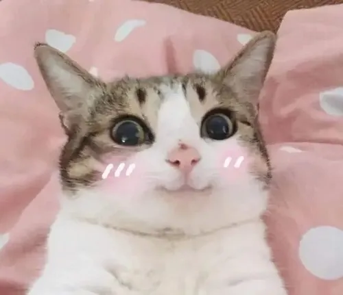 Ảnh vui mèo lúng túng ngượng khí trật nhịp bất chợt