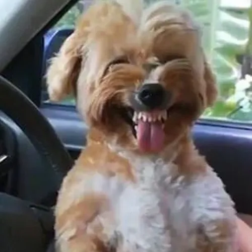 Meme chế chó ngộ nghĩnh khoe mồm toe toét cực gây xỉu