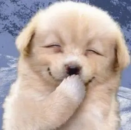 Ảnh chế vui khuôn mặt chó cười toe trong biểu cảm bùng nổ