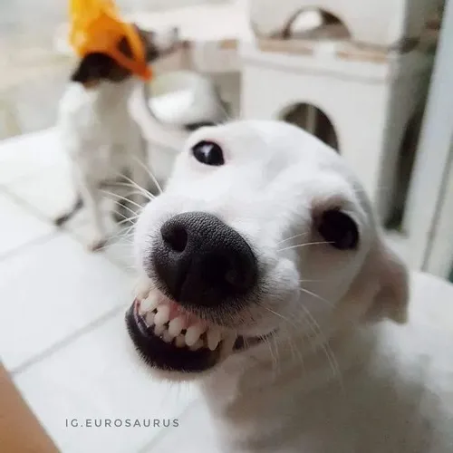 Hình meme hài chó cười gian giữa cấp độ hài bùng nổ