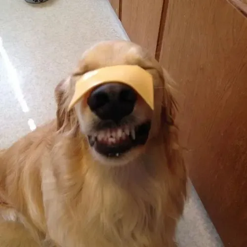 Ảnh vui Husky tạo cười bất chấp với miệng cong bất thường