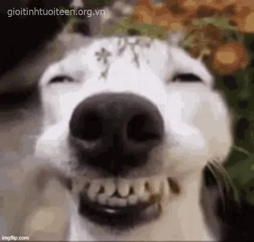 Hình chế Shiba Inu bật cười nén tạo sức lan truyền cao