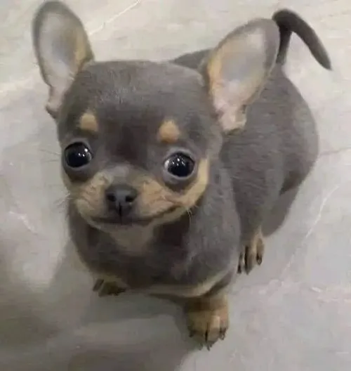 Ảnh vui chó tinh nghịch đứng phồng má trong bối cảnh lố