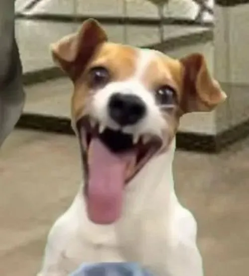 Meme chú chó cười toe thể hiện vẻ đáng yêu tự nhiên