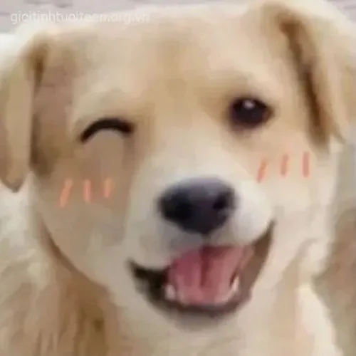 Ảnh chế chó tếu khoe mắt hí giữa khoảnh khắc hài