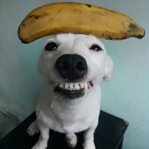 Ảnh chế chó tếu đứng dáng ngộ nghĩnh giữa độ phi lý bối cảnh